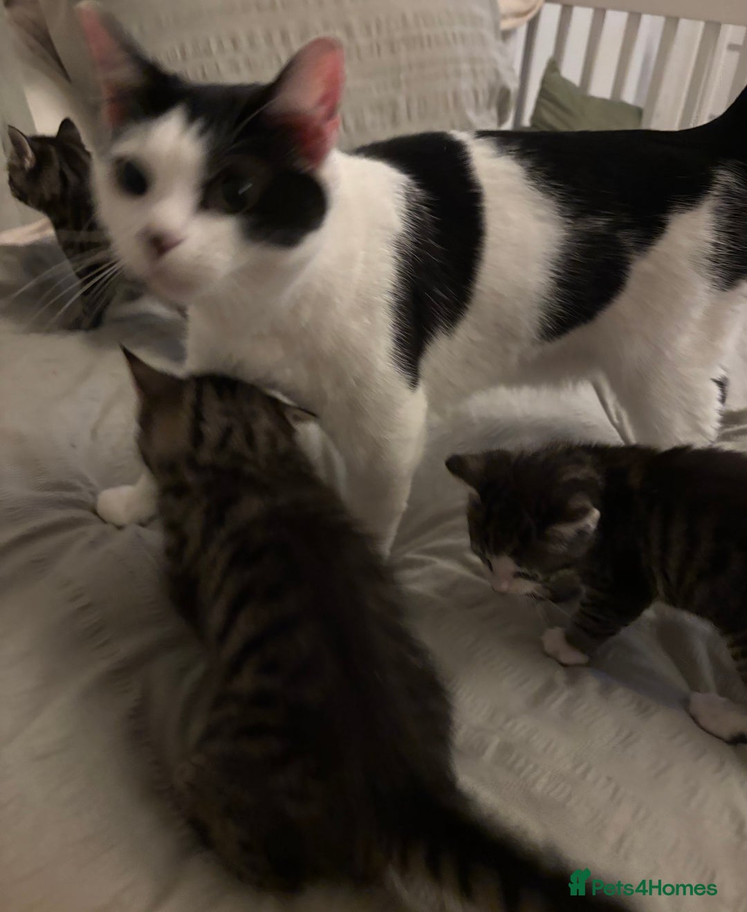 British Longhair cats for sale: Stunning kittens  - Advert 18