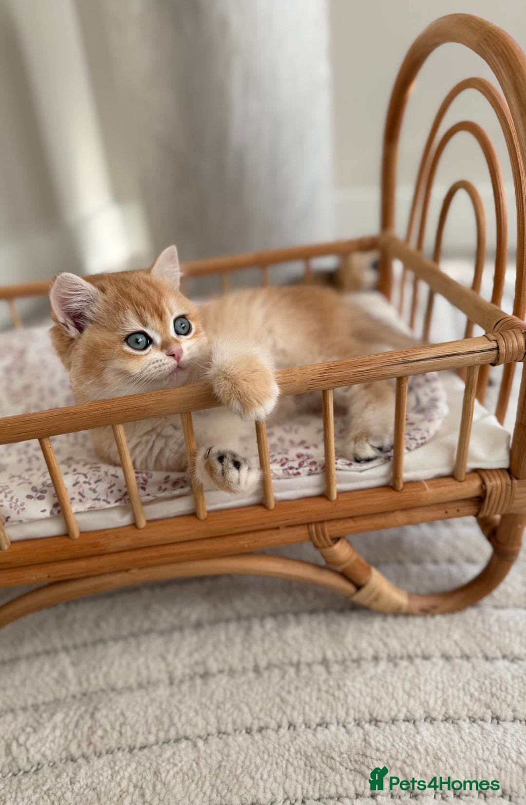 British Shorthair cats for sale: Golden British shorthair kittens - Advert 9