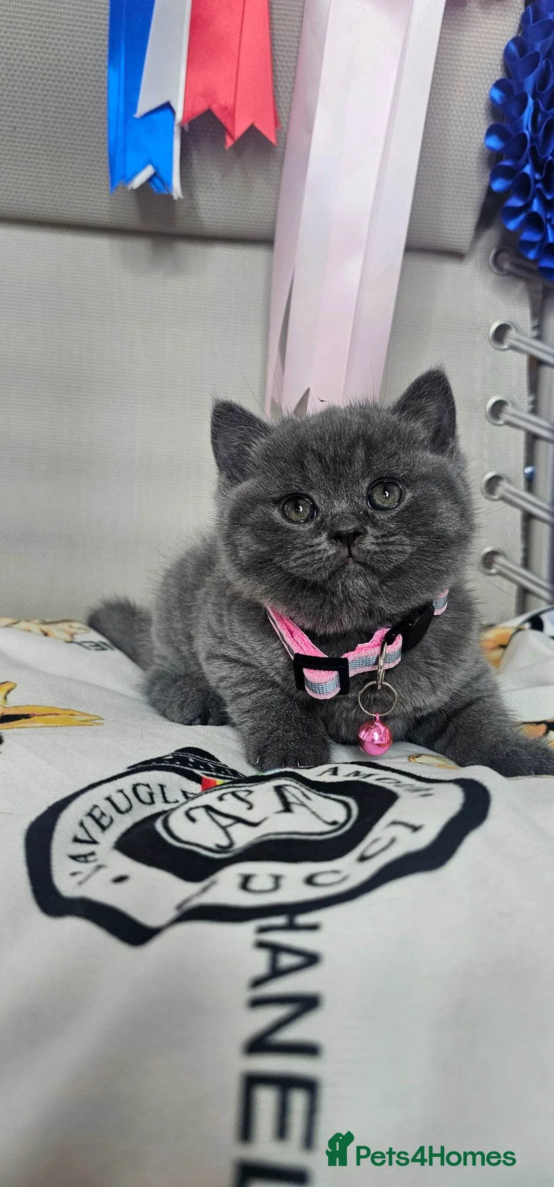 British Shorthair cats for sale: Bsh Chunky Kittens🐱 - Advert 21
