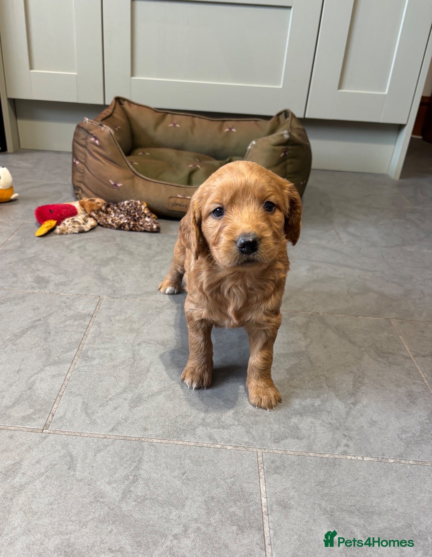 Mini Goldendoodle dogs Quality F1 Minature Goldendoodles VIEWINGS NOW - Advert 1