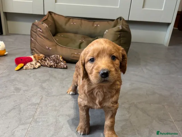 Goldendoodle dogs for sale: Quality F1 Minature Goldendoodles VIEWINGS NOW - Advert 2