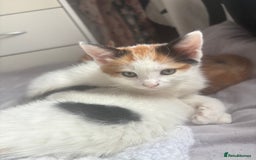 Mixed Breed cats for sale: gorgeous kittens - Image 11