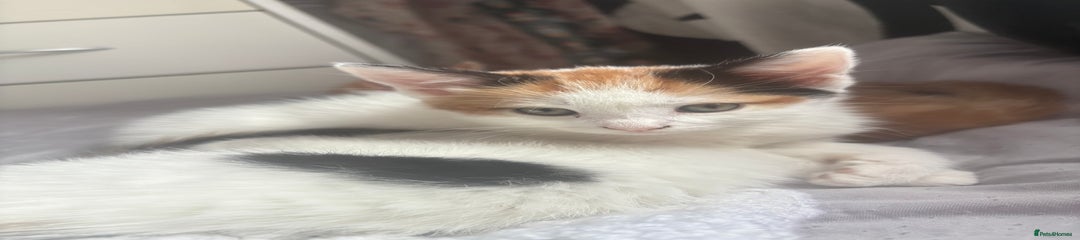 Mixed Breed Kitten 3