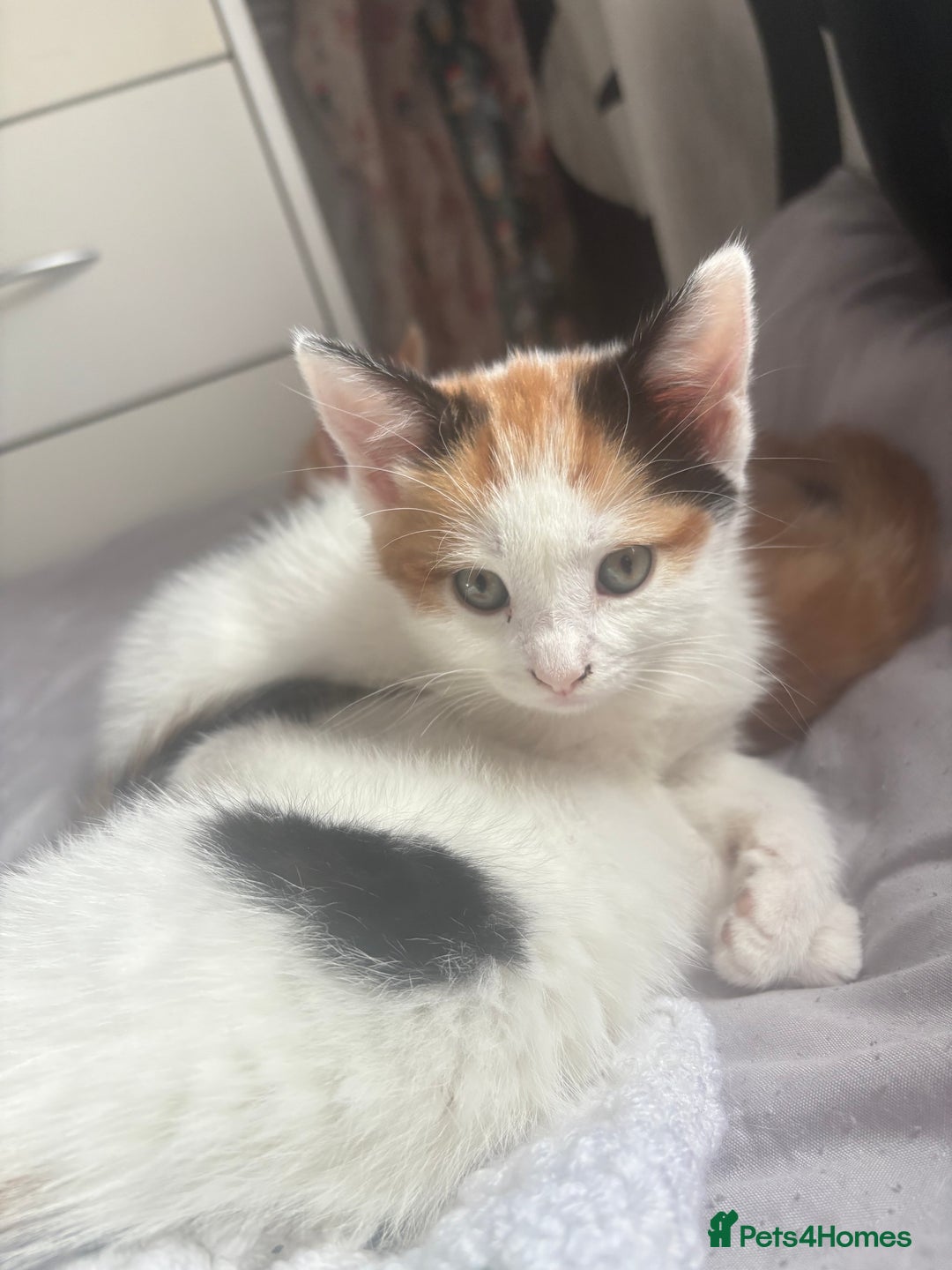 Mixed Breed cats for sale: gorgeous kittens - Image 11