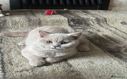 British Shorthair cats for sale: One Girl available - GCCF Beautiful Chunky BSH  in Salisbury - Image 16