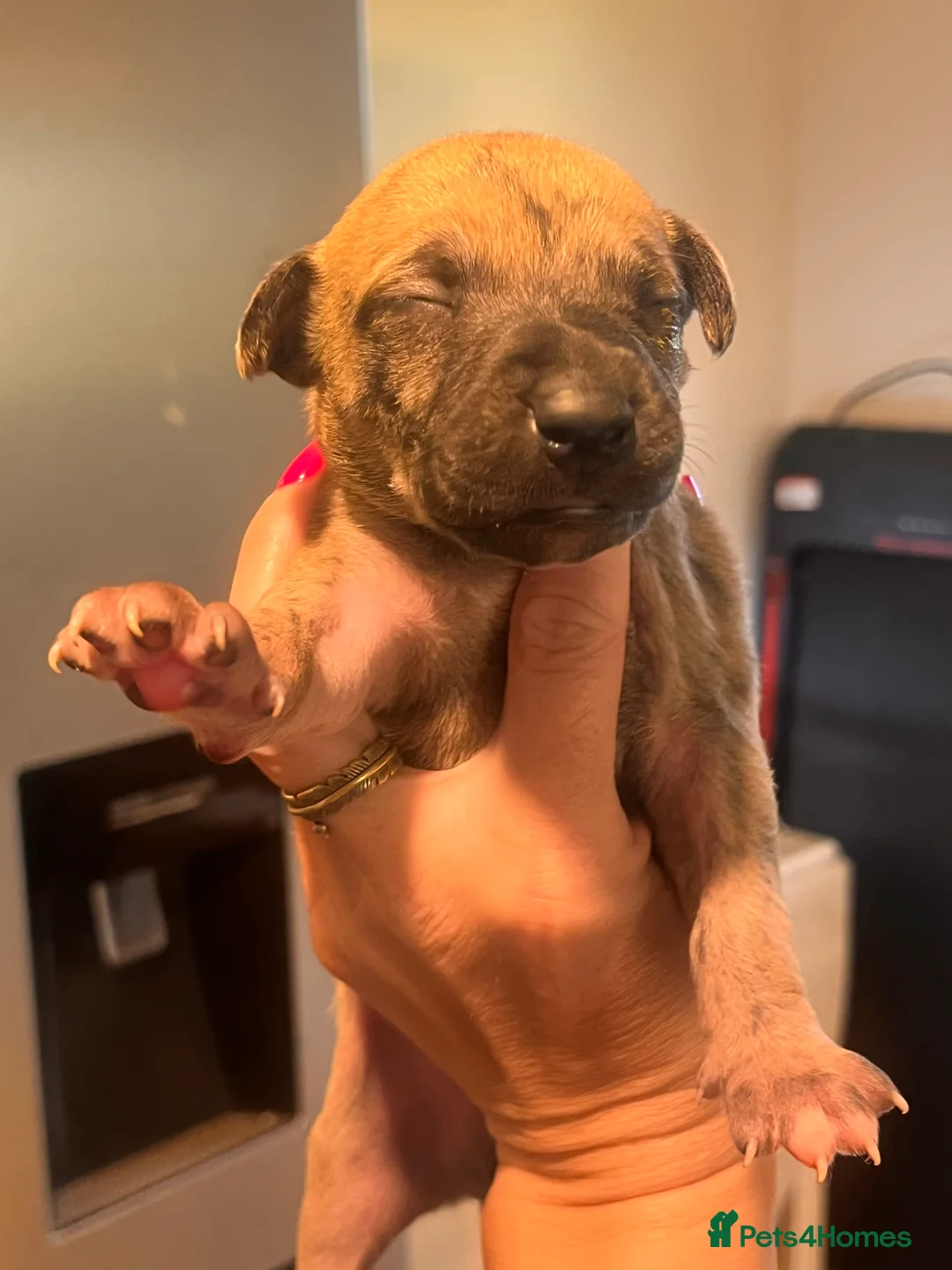 Whippet dogs for sale: READY NOW. Champion KC whippet pup LAST GIRL 💕  - Advert 18