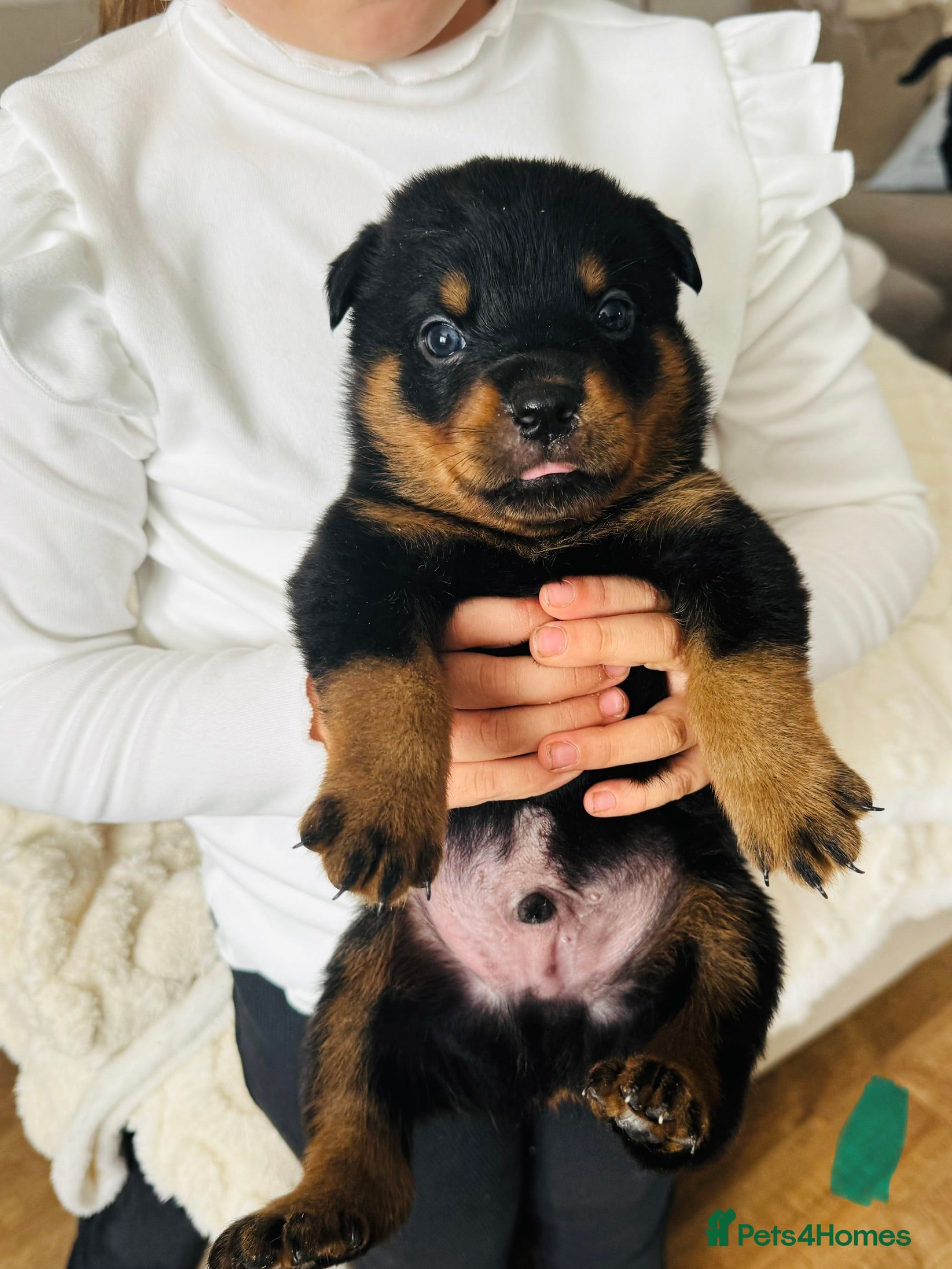 Rottweiler Puppy 5 ( light blue collar )