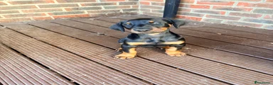 Dobermann 4 - Pink