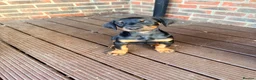 Dobermann dogs for sale: EXCEPTIONAL HOME BRED DOBERMANN PUPPIES - Advert 10
