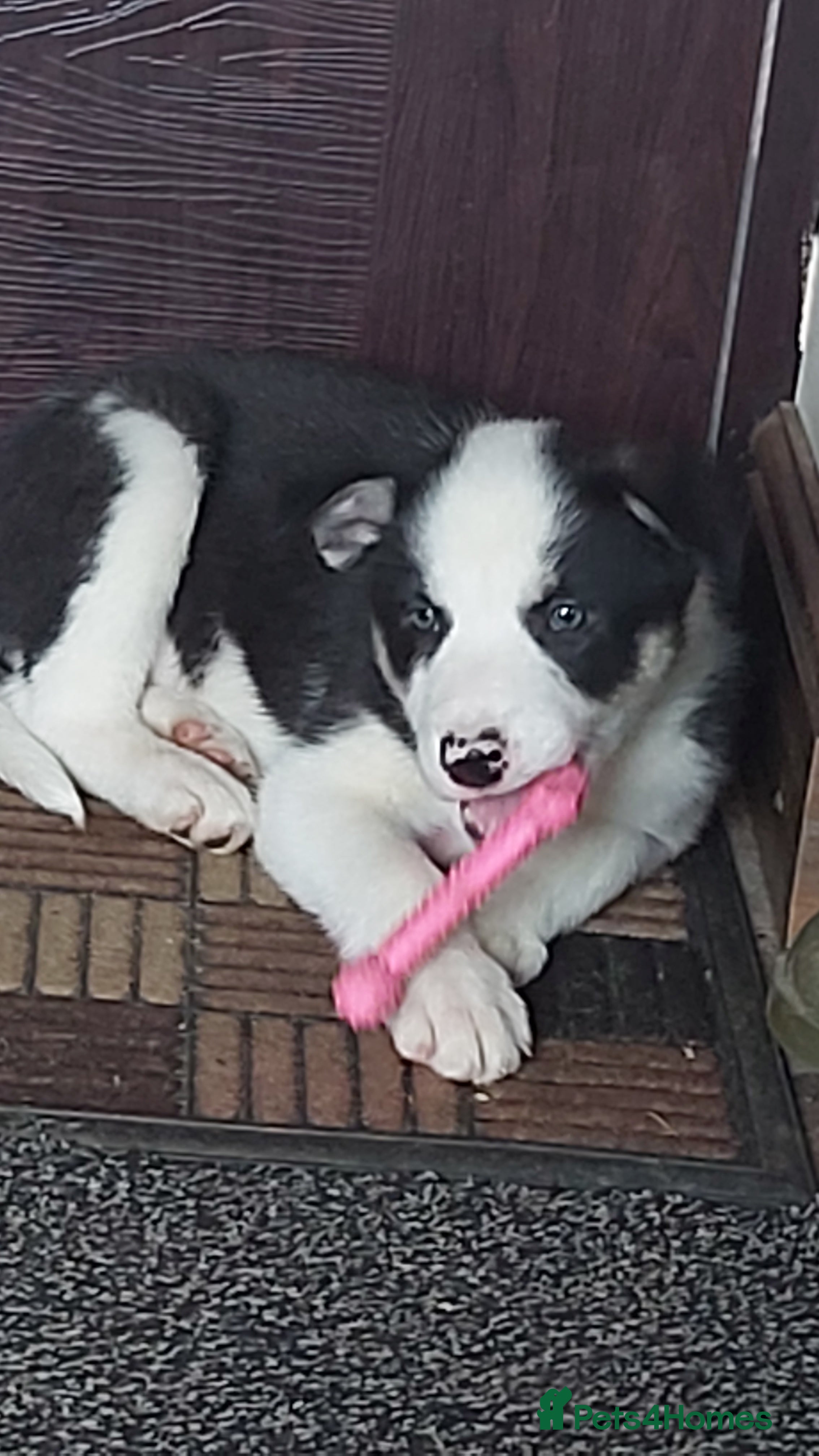 Border Collie dogs Beautiful Tri Coloured Border Collie Puppies - Advert 7