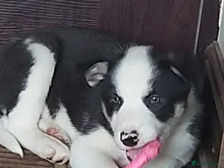 Border Collie dogs Beautiful Tri Coloured Border Collie Puppies - Advert 7