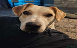 Mixed Breed dogs for adoption: Meet Freya, currently residing in Ormskirk  - Image 2