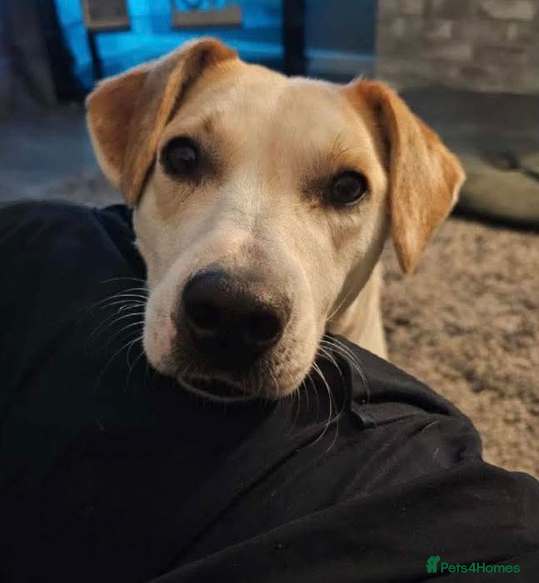 Mixed Breed dogs for adoption: Meet Freya, currently residing in Ormskirk  - Image 2