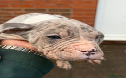 Mixed Breed dogs for sale: Old English cross, cane corsa  - Image 24