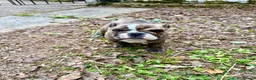 English Bulldog dogs for sale: KC Registered English Bulldog Puppies  - Advert 30