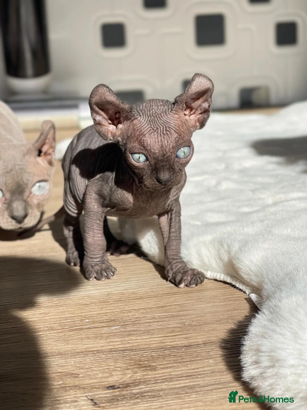 Sphynx cats for sale: 🐾 Beautiful Male Elf Sphynx Kitten  - Advert 4