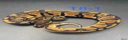 Snake reptiles for sale: Hatchling ball/royal pythons  - Advert 6