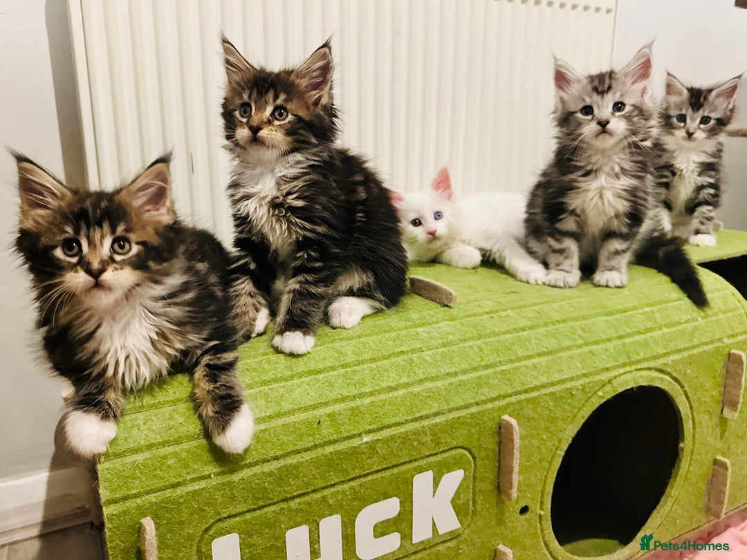 Maine Coon cats for sale: Maine Coon kittens TICA reg. 3girls available  - Advert 2