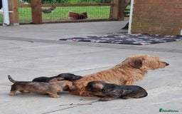 Miniature Dachshund dogs for sale: Cuddly KC Reg Mini-Wire Dachsund Boy - Image 9