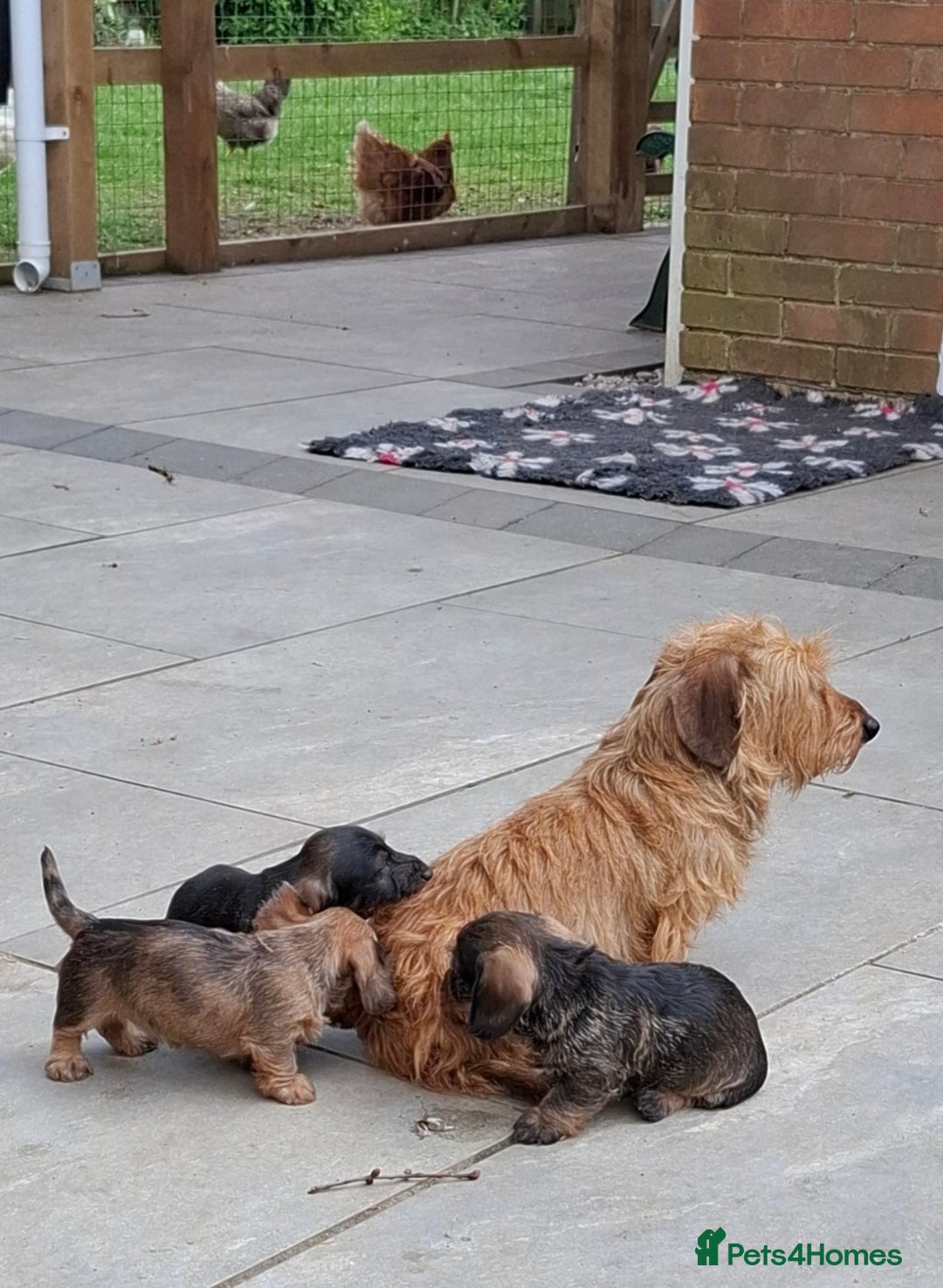 Miniature Dachshund dogs for sale: Cuddly KC Reg Mini-Wire Dachsund Boy - Image 9