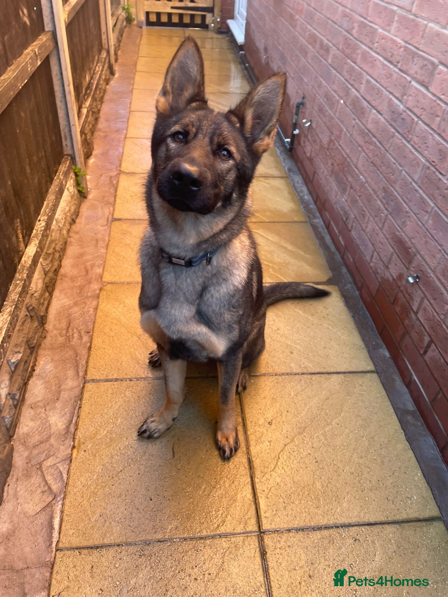 German Shepherd dogs *German Shepherd – 1 Year 6 Months Old* - Advert 14