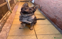 German Shepherd dogs for sale: *German Shepherd – 1 Year 6 Months Old* - Advert 1