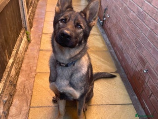 German Shepherd dogs *German Shepherd – 1 Year 6 Months Old* - Advert 4
