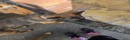 Mixed Breed dogs for sale: AstridGSDxMali - Advert 10
