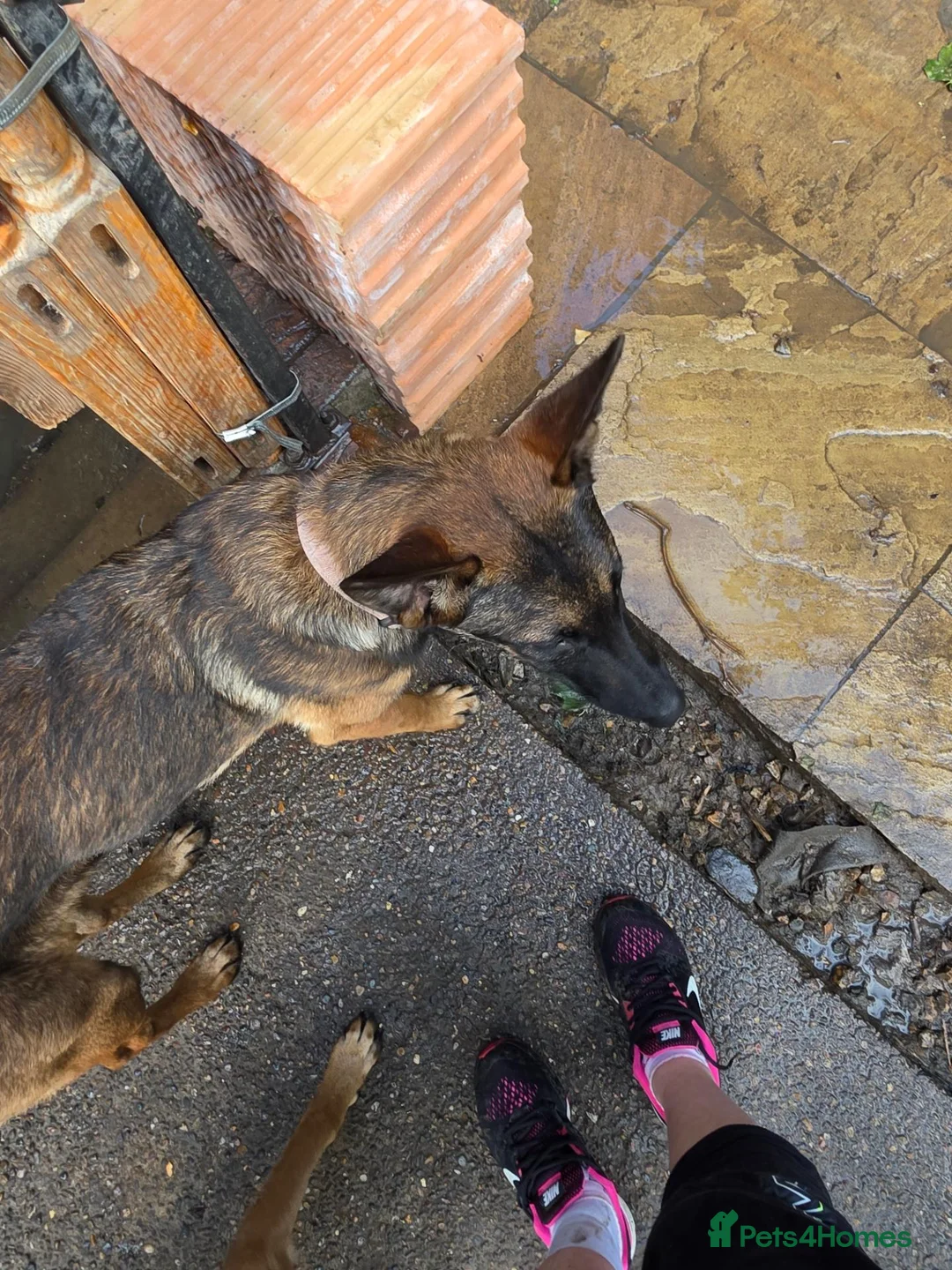 Mixed Breed dogs for sale: AstridGSDxMali - Advert 10