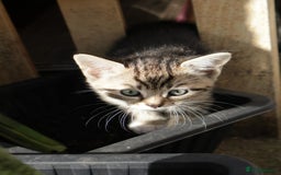 Mixed Breed cats for sale: Tabby girl - Image 1