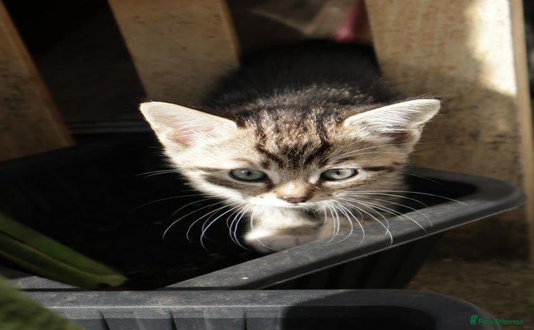 Mixed Breed cats - Advert 5