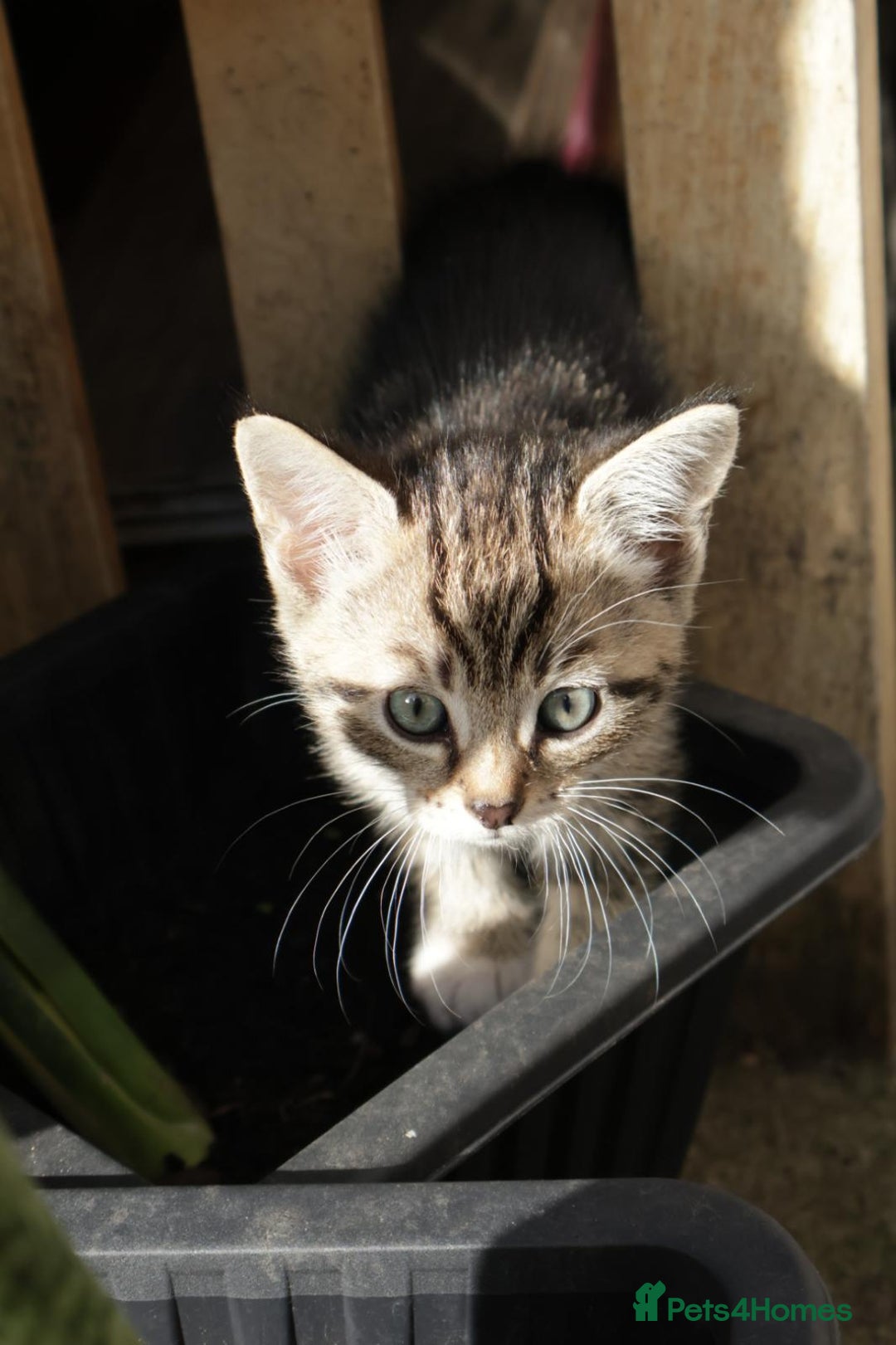 Mixed Breed cats for sale: Tabby girl - Image 1