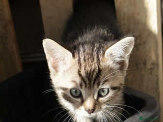 Mixed Breed cats - Advert 7