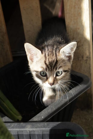 Mixed Breed cats - Advert 7