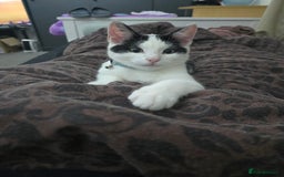 Domestic Shorthair cats for sale: Kitten black and white - Image 1