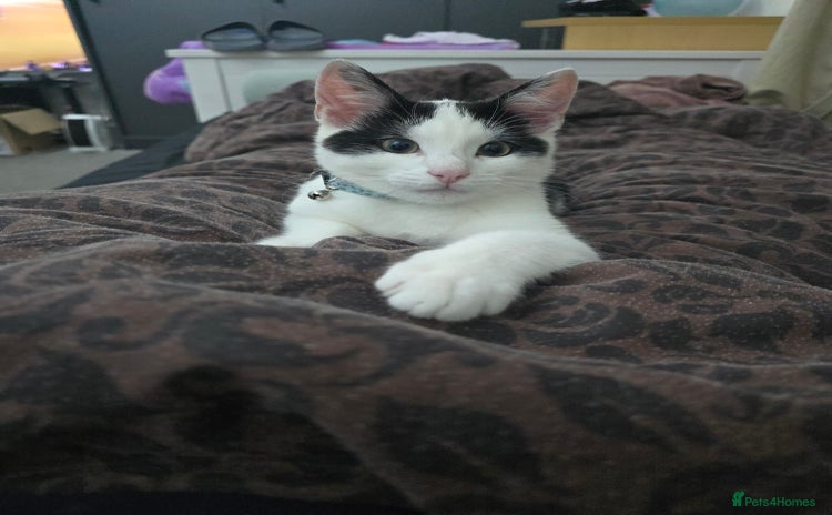 Domestic Shorthair cats - Advert 2