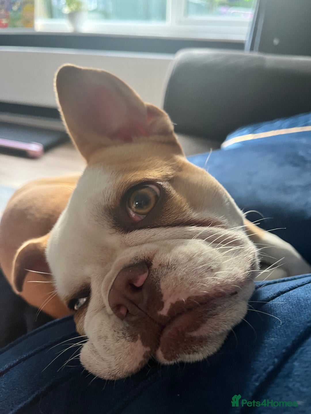 Mixed Breed dogs for sale: Lovely girl needing a home  - Advert 2