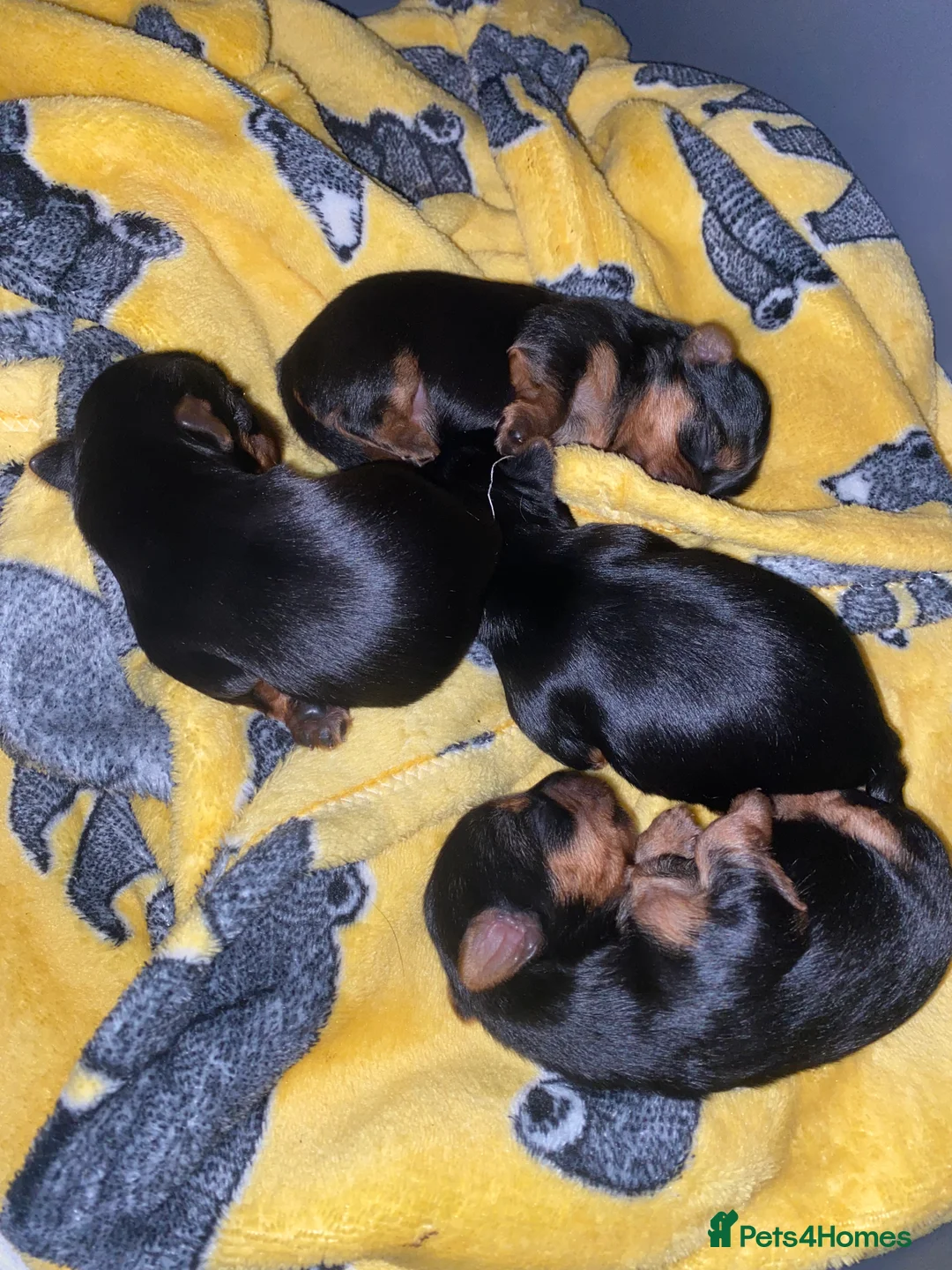 Yorkshire Terrier dogs for sale: 4 Stunning Miniature Yorkshire terriers for sale  - Advert 13
