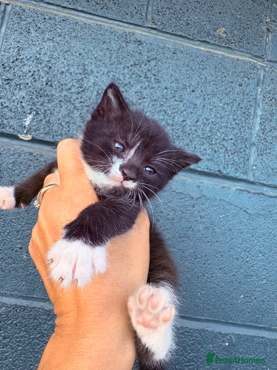British Shorthair cats for sale: Beautiful kittens full of fun - Image 12