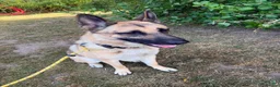 German Shepherd dogs for sale: Barley - Advert 3