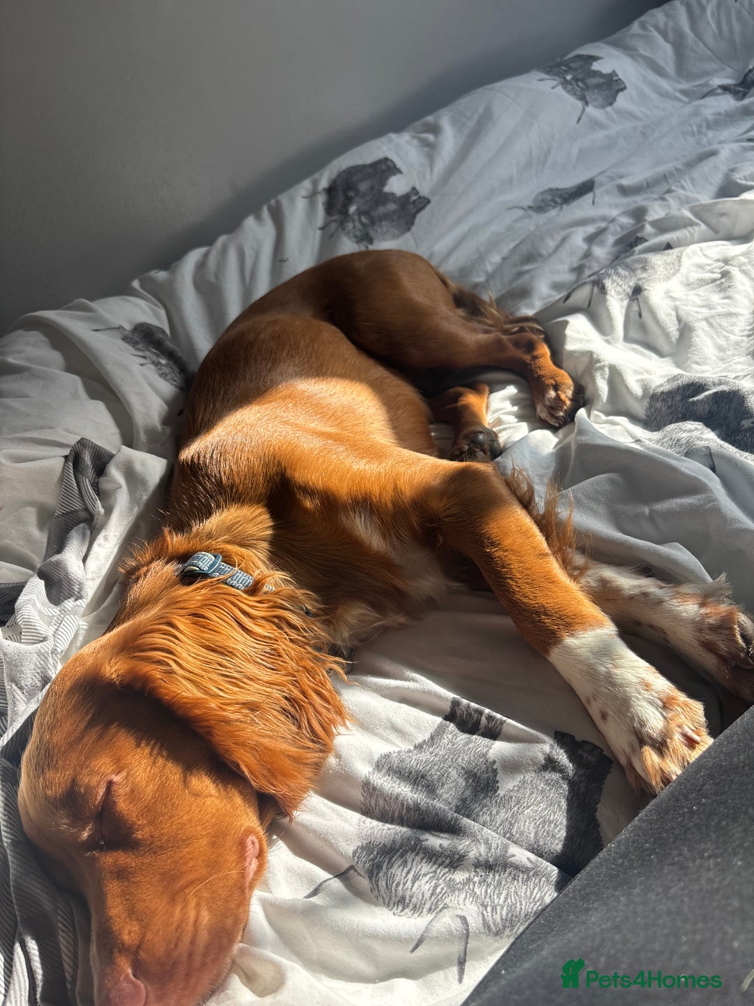 Cocker Spaniel dogs for sale: cocker spaniel  - Image 6