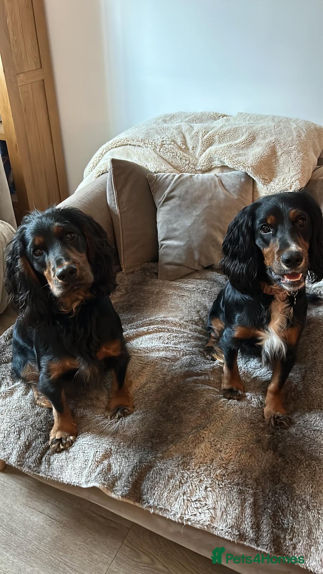 Cocker Spaniel dogs for stud: Black, white and tan Cocker Spaniel for stud - Image 10