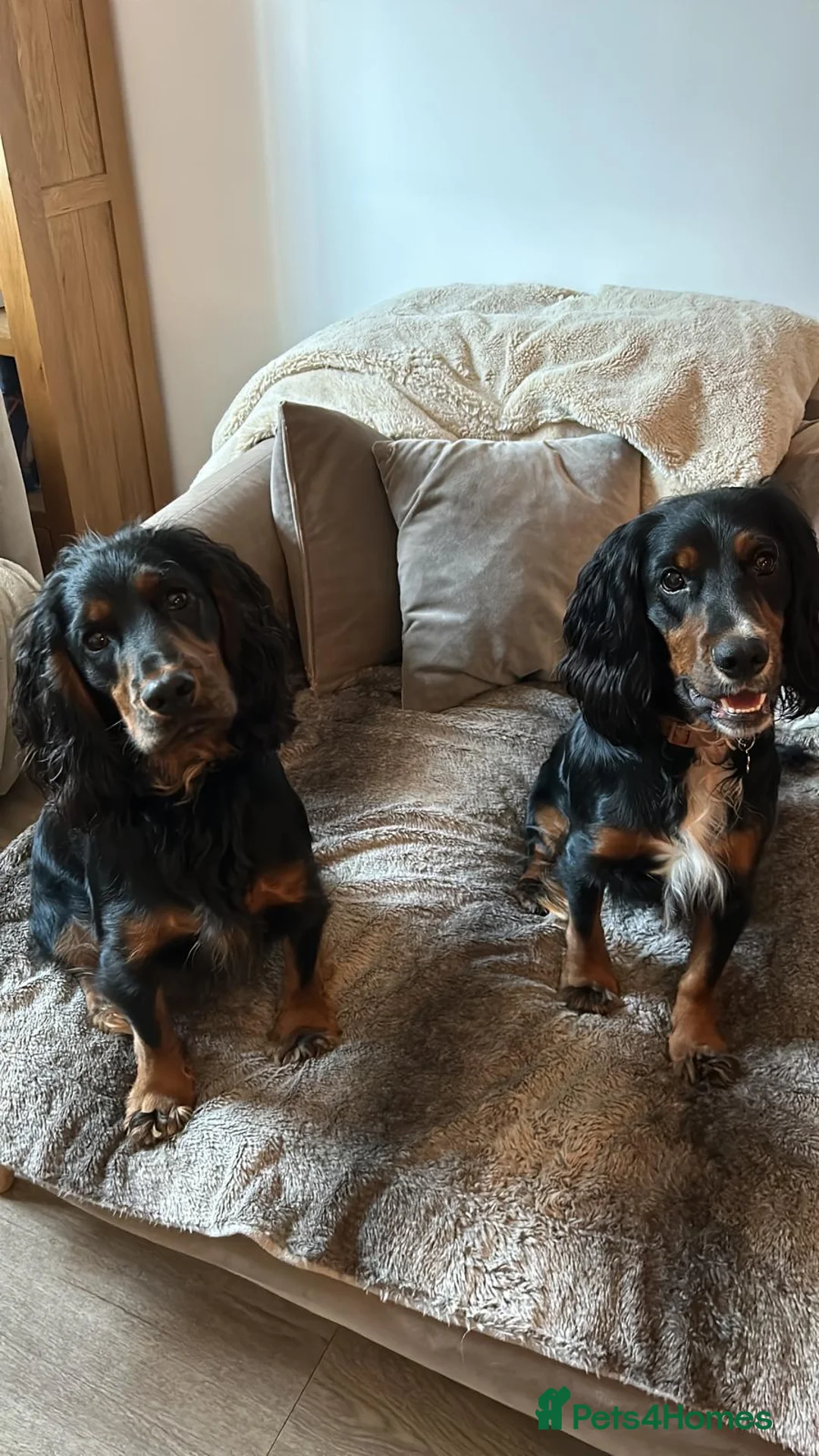 Cocker Spaniel dogs for stud: Black, white and tan Cocker Spaniel for stud - Advert 10