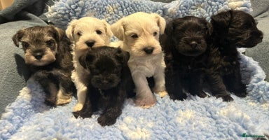 Miniature Schnauzer dogs - Advert 3