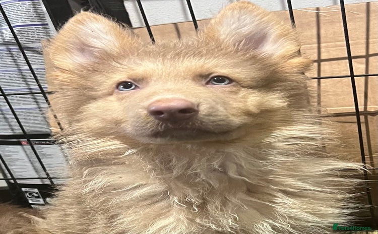 German Shepherd dogs German Shepherd Puppies Liver Isabella Blue Black  - Advert 7