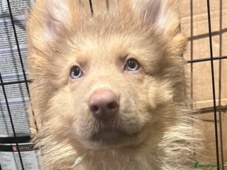 German Shepherd dogs German Shepherd Puppies Liver Isabella Blue Black - Advert 1