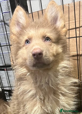 German Shepherd dogs German Shepherd Puppies Liver Isabella Blue Black - Advert 4