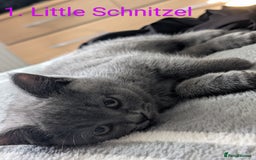 British Shorthair cats for sale: British Short Hairs And White BSH - Image 3