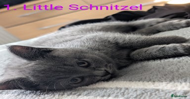 British Shorthair cats - Advert 13