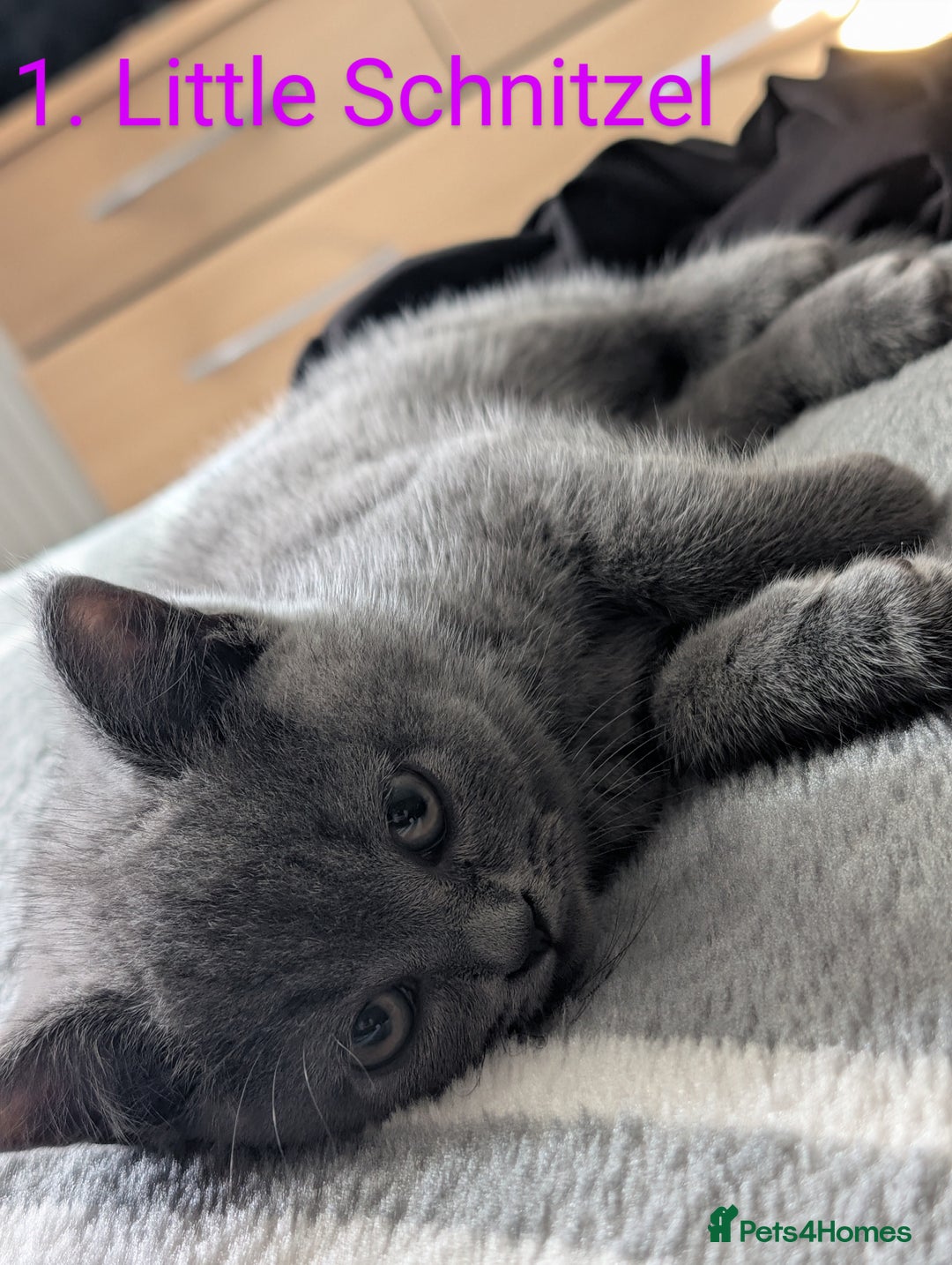 British Shorthair cats for sale: British Short Hairs And White BSH - Image 3